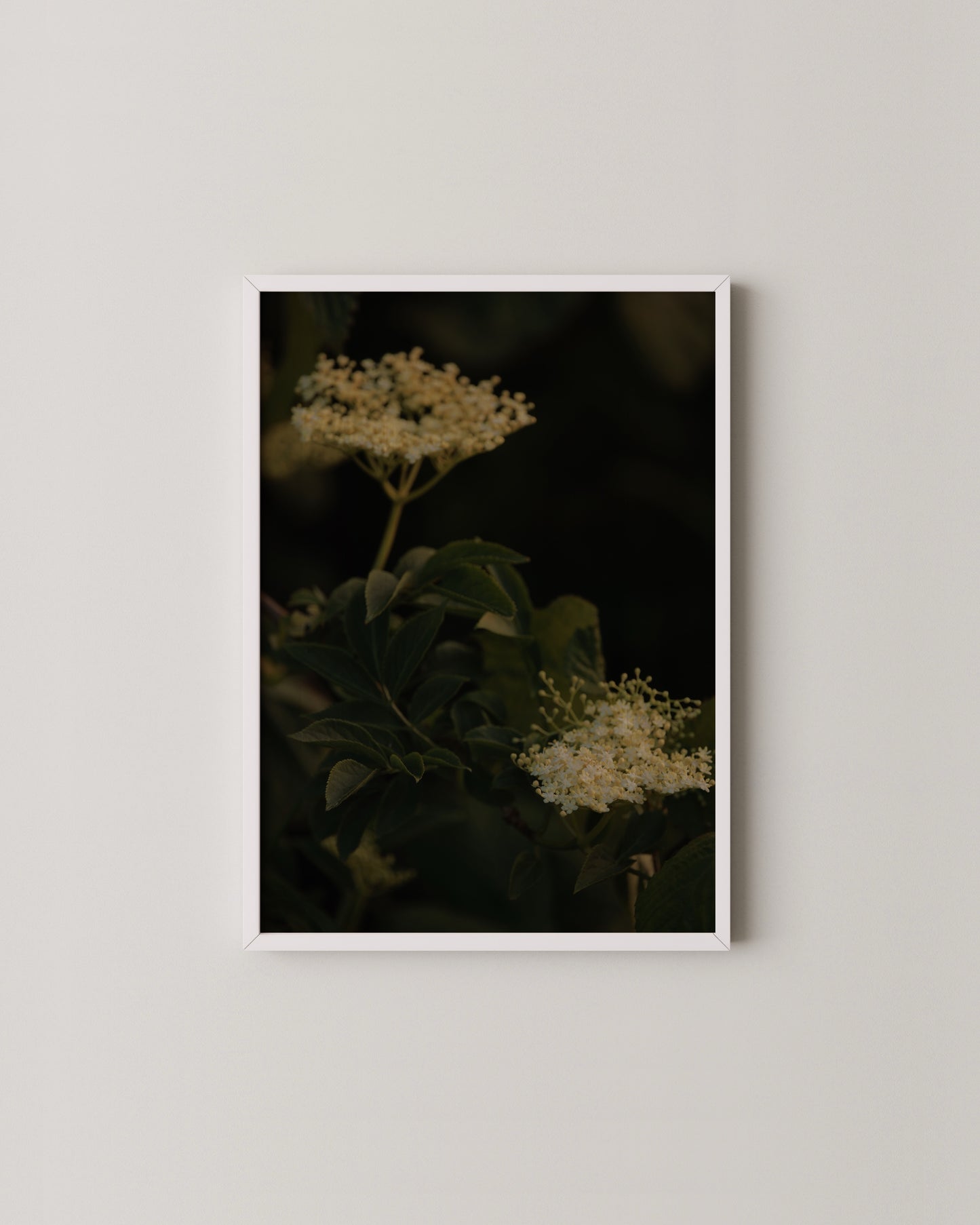 Elderflower Print Set- Wall Art -Paperhus- Printable wall art - Instant downloads - DIY home decor -Paperhus