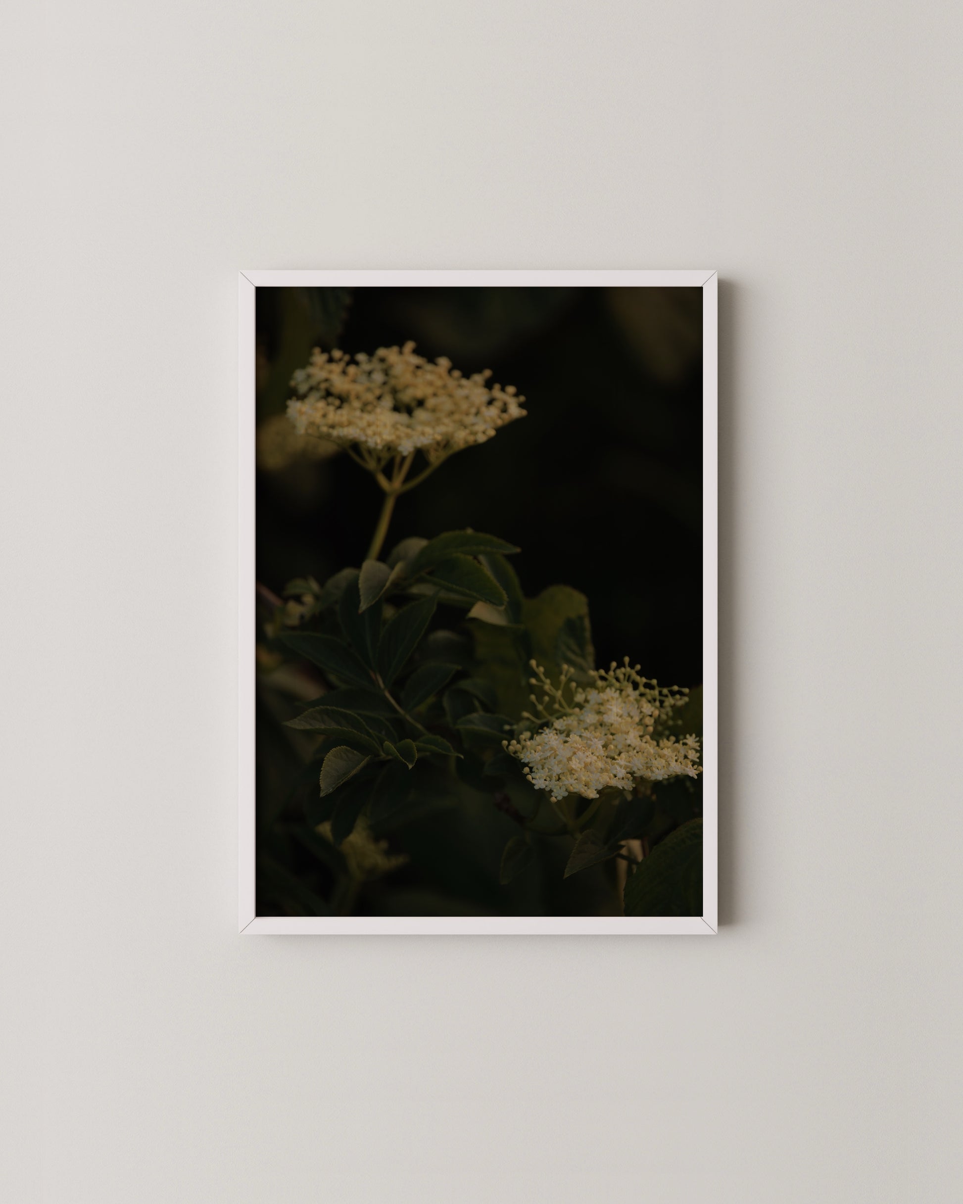 Elderflower Print Set- Wall Art -Paperhus- Printable wall art - Instant downloads - DIY home decor -Paperhus