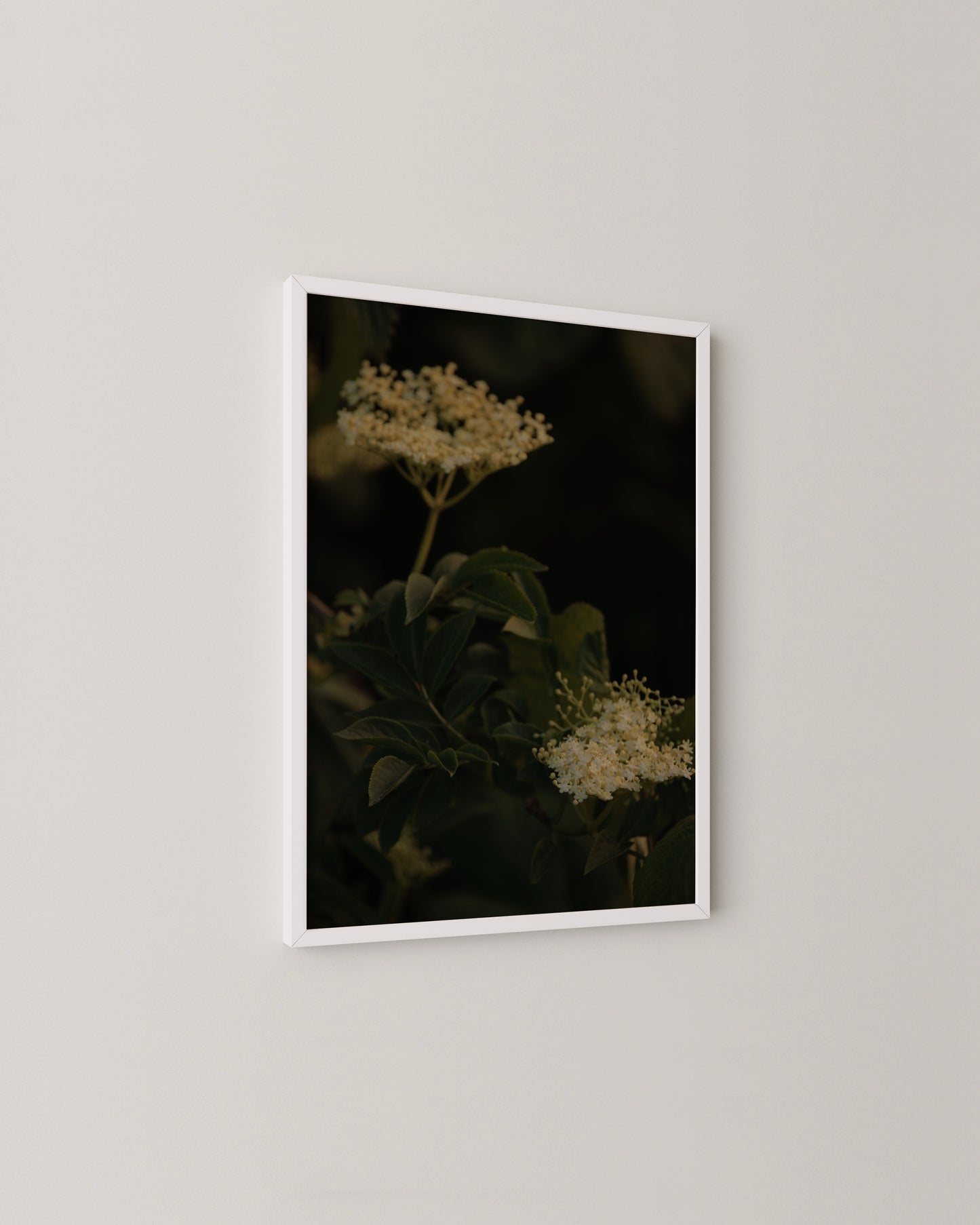 Elderflower Print- Wall Art -Paperhus- Printable wall art - Instant downloads - DIY home decor -Paperhus