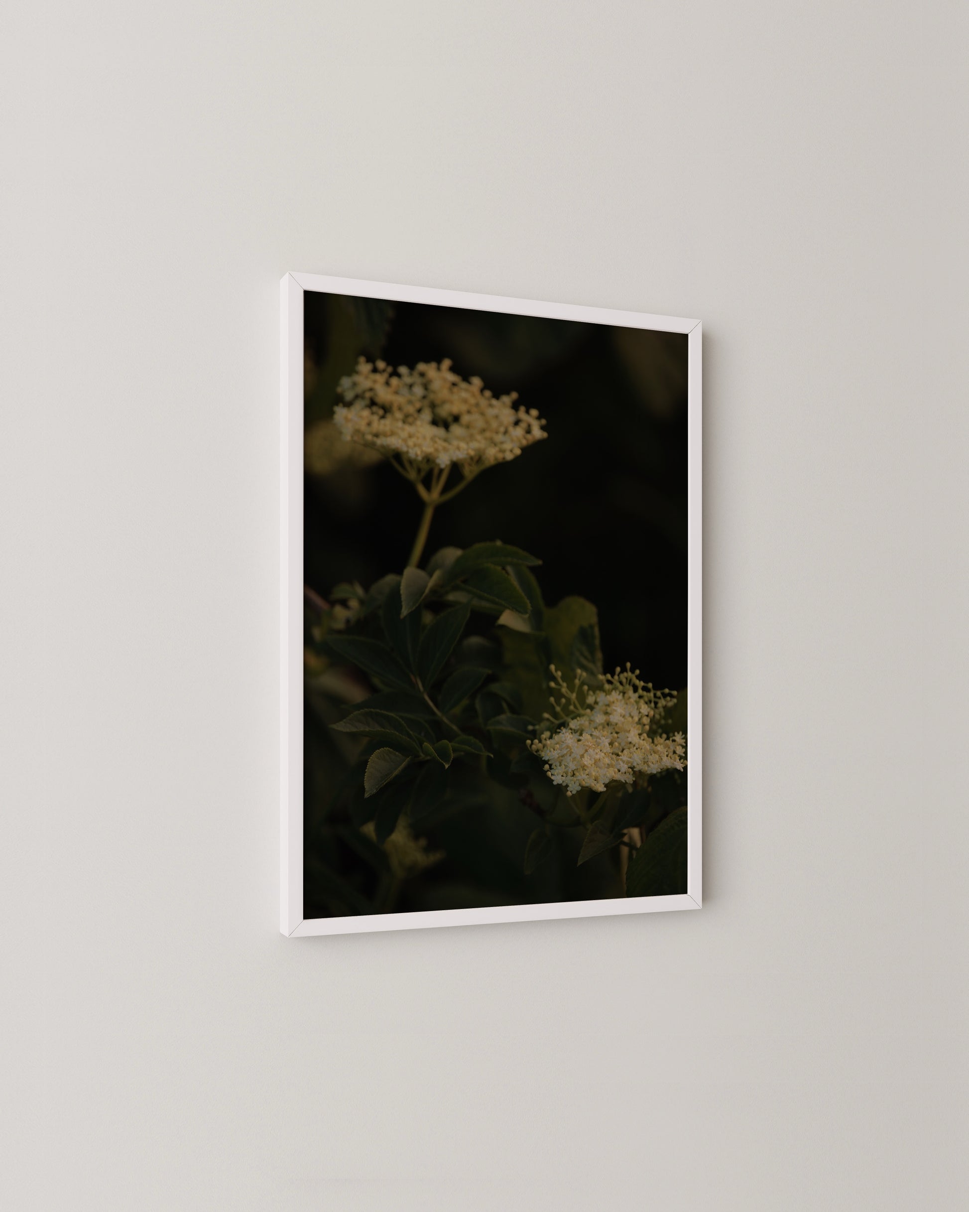 Elderflower Print- Wall Art -Paperhus- Printable wall art - Instant downloads - DIY home decor -Paperhus