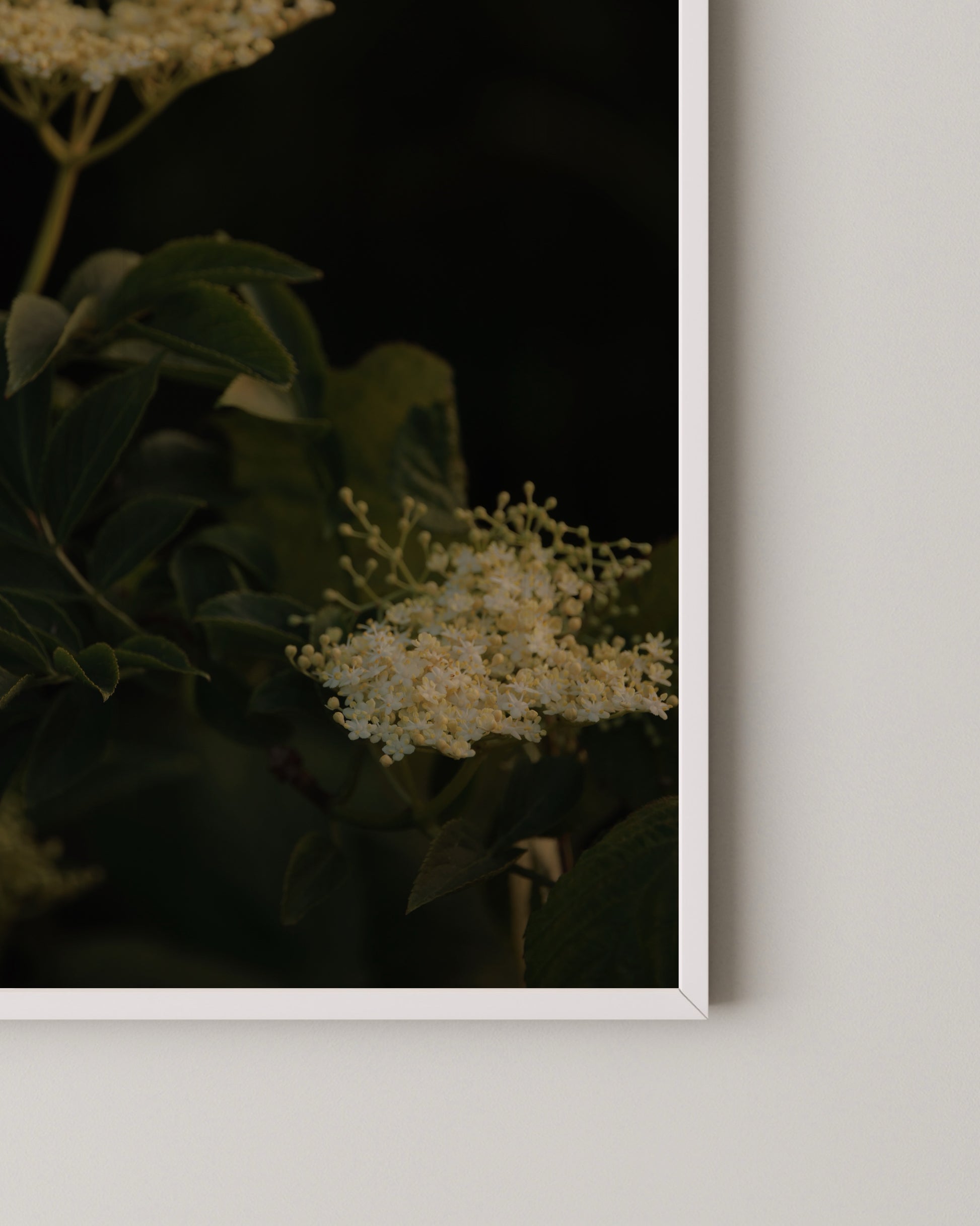 Elderflower Print- Wall Art -Paperhus- Printable wall art - Instant downloads - DIY home decor -Paperhus