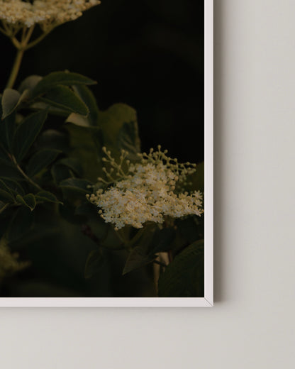 Elderflower Print- Wall Art -Paperhus- Printable wall art - Instant downloads - DIY home decor -Paperhus