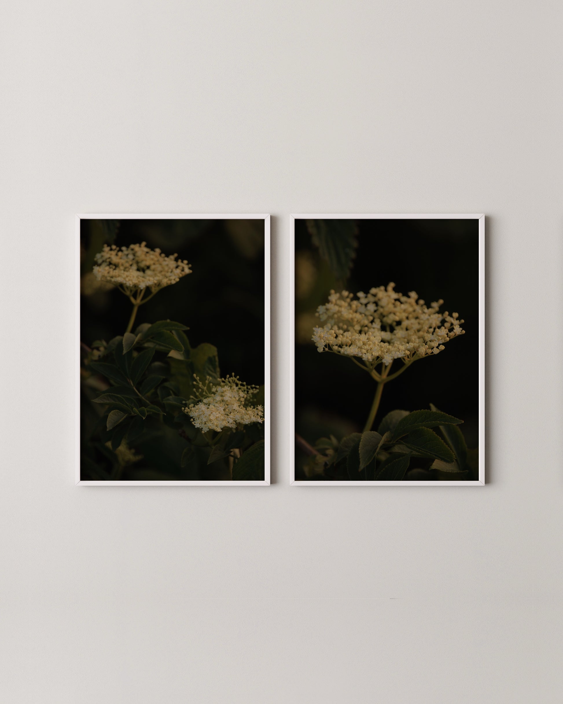 Elderflower Print Set- Wall Art -Paperhus- Printable wall art - Instant downloads - DIY home decor -Paperhus