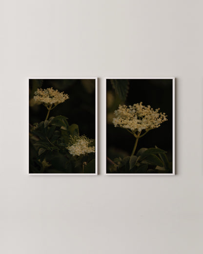 Elderflower Print Set- Wall Art -Paperhus- Printable wall art - Instant downloads - DIY home decor -Paperhus