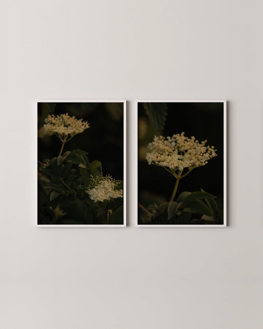 Elderflower Print Set- Wall Art -Paperhus- Printable wall art - Instant downloads - DIY home decor -Paperhus