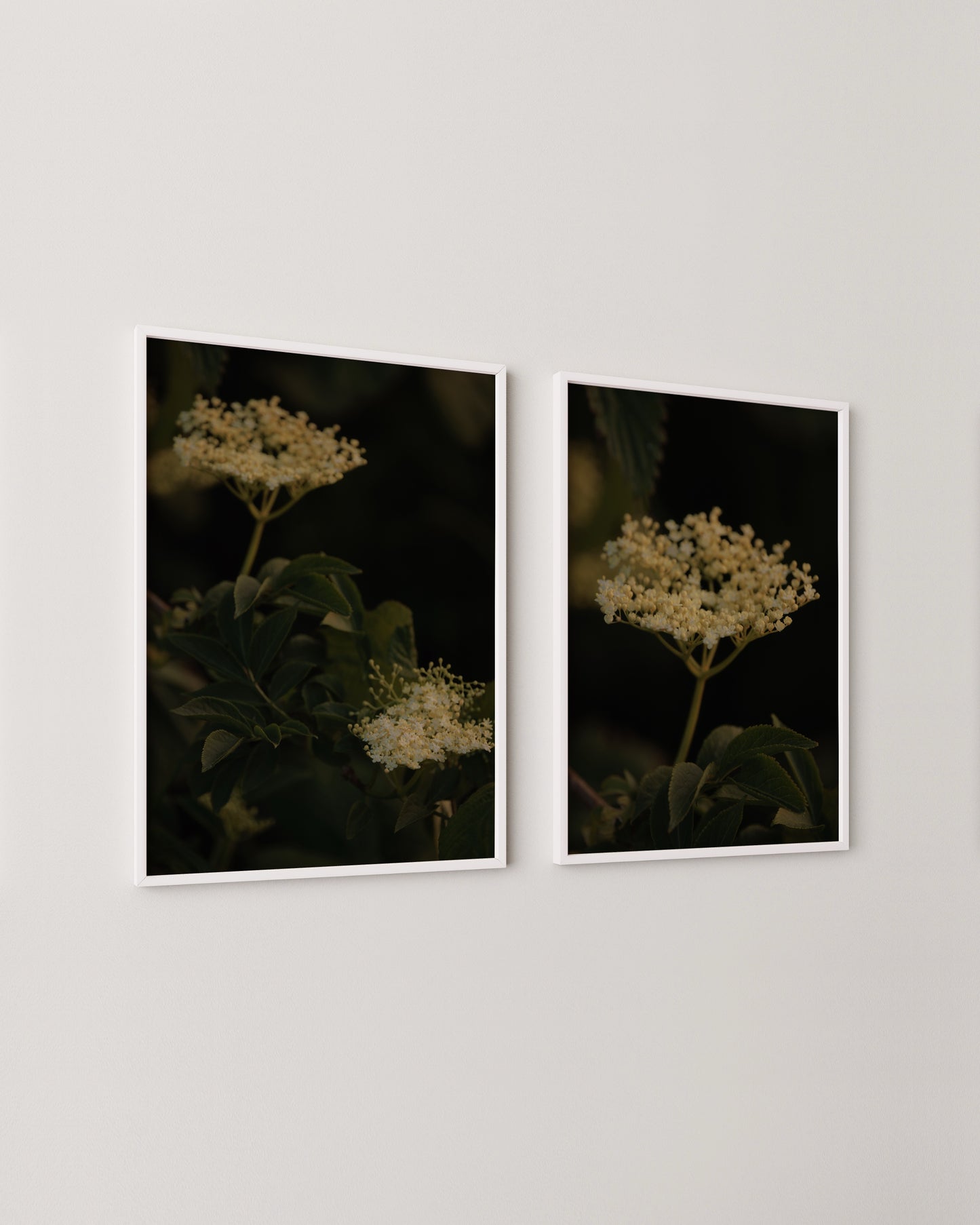 Elderflower Print Set- Wall Art -Paperhus- Printable wall art - Instant downloads - DIY home decor -Paperhus