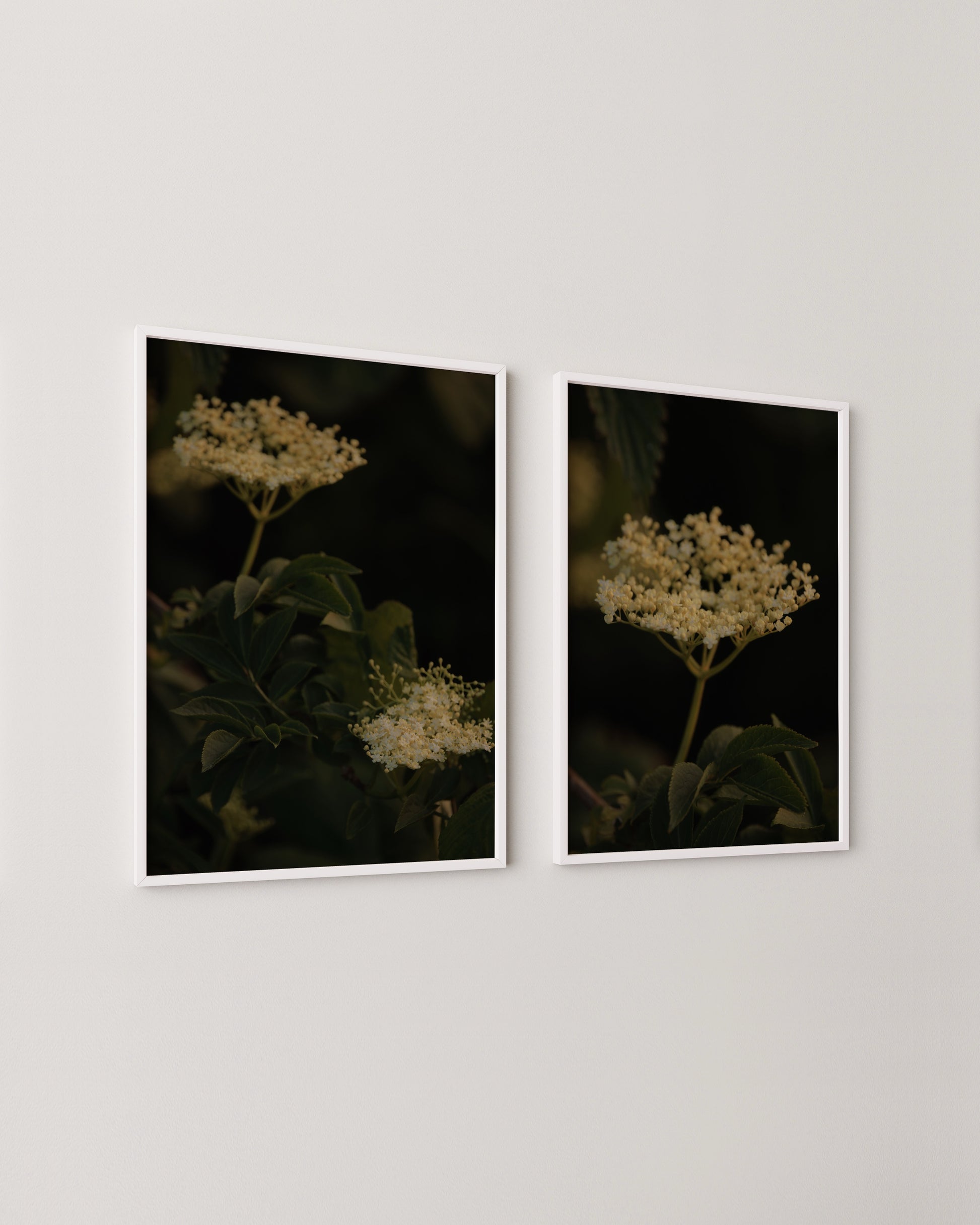 Elderflower Print Set- Wall Art -Paperhus- Printable wall art - Instant downloads - DIY home decor -Paperhus
