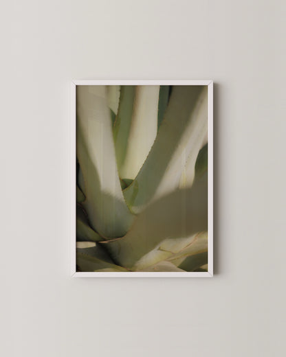 Aloe Close-up Print- Wall Art -Paperhus- Printable wall art - Instant downloads - DIY home decor -Paperhus