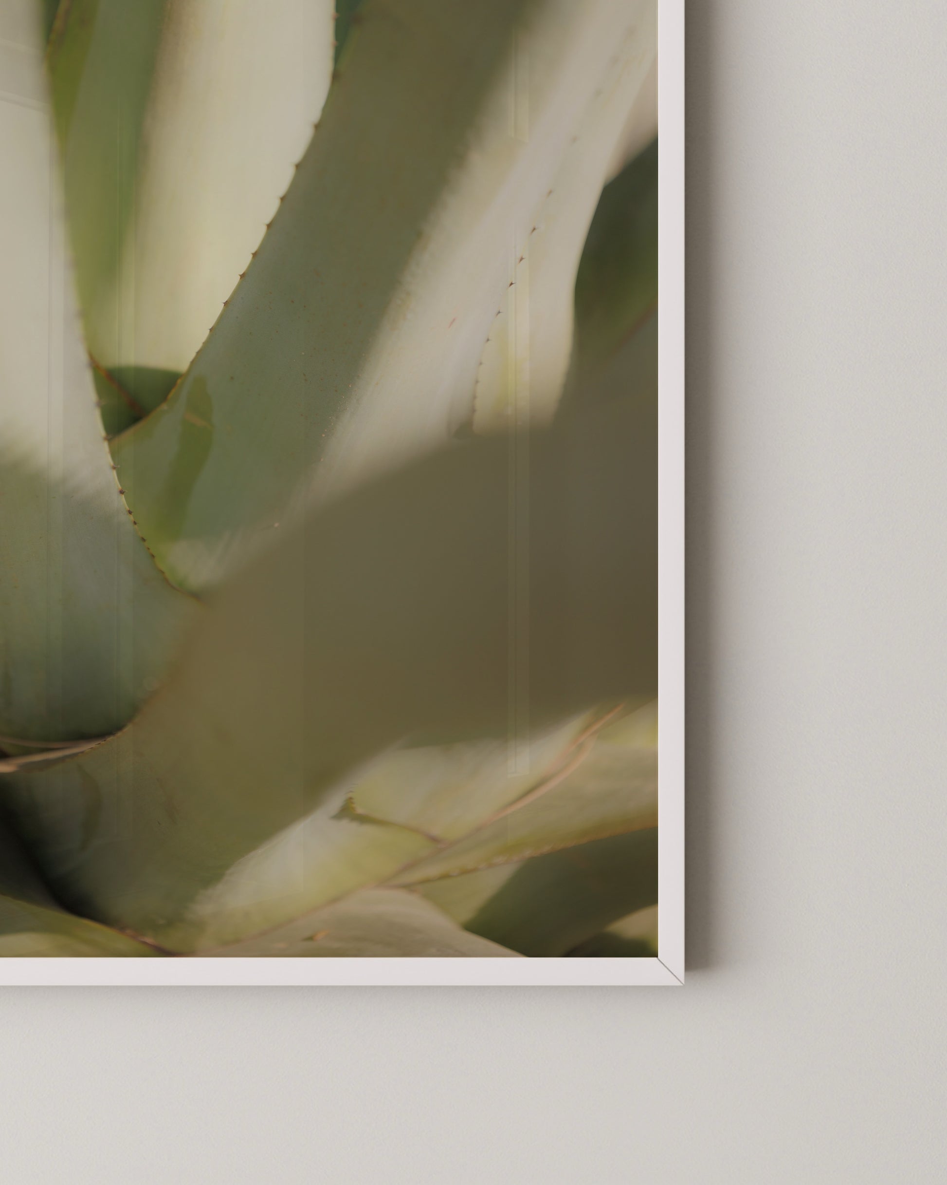 Aloe Close-up Print- Wall Art -Paperhus- Printable wall art - Instant downloads - DIY home decor -Paperhus