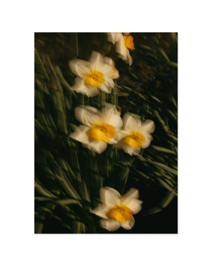 Countryside Studies. Daffodils printable wall art by Paperhus