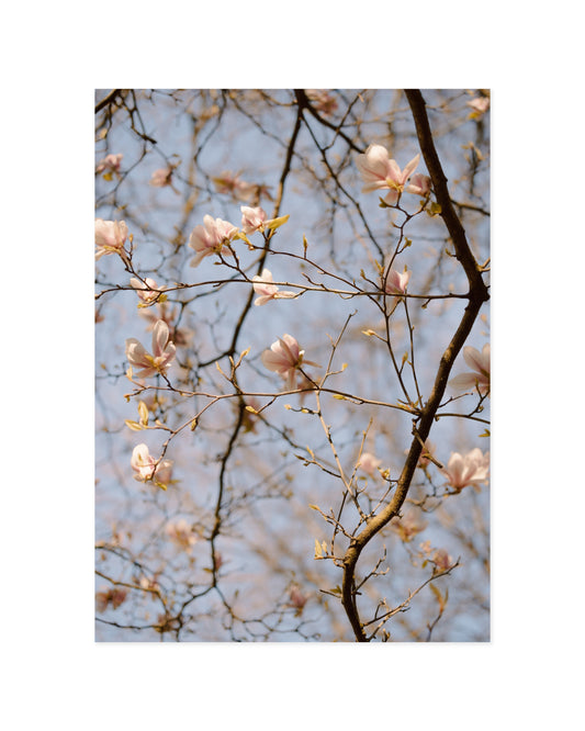 Magnolia Tree Print original printable wall art by Paperhus
