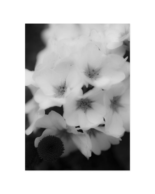 Soft Bloom Print original printable wall art by Paperhus