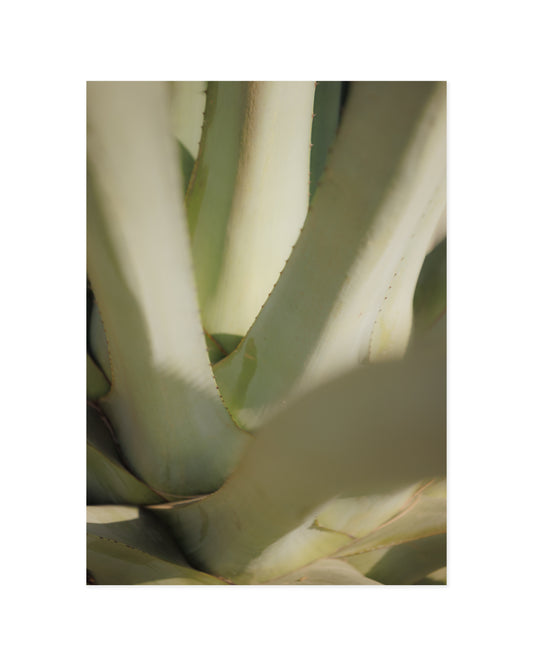 Aloe Close-up Print original printable wall art by Paperhus