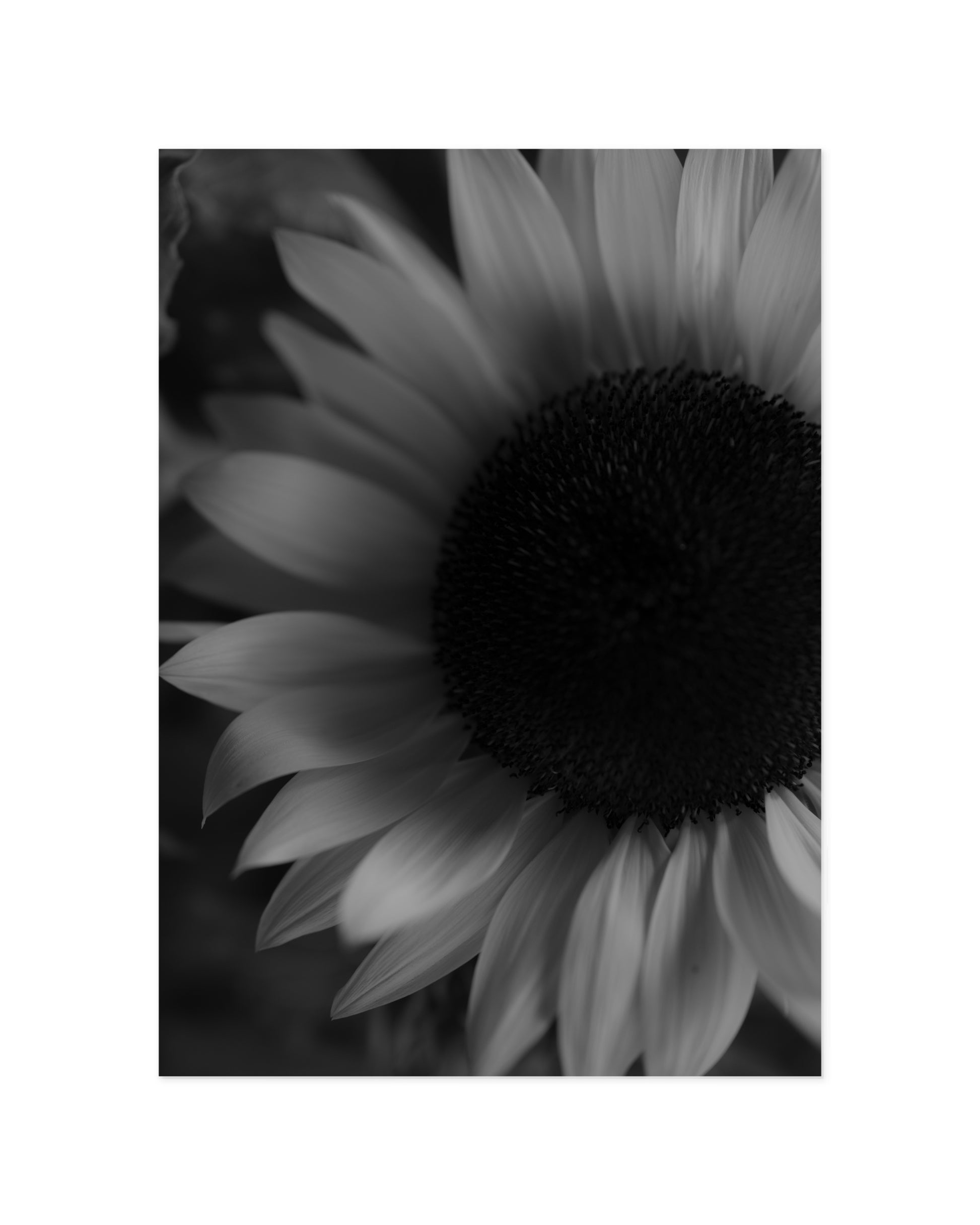 Moody Tones. Sunflower printable wall art by Paperhus