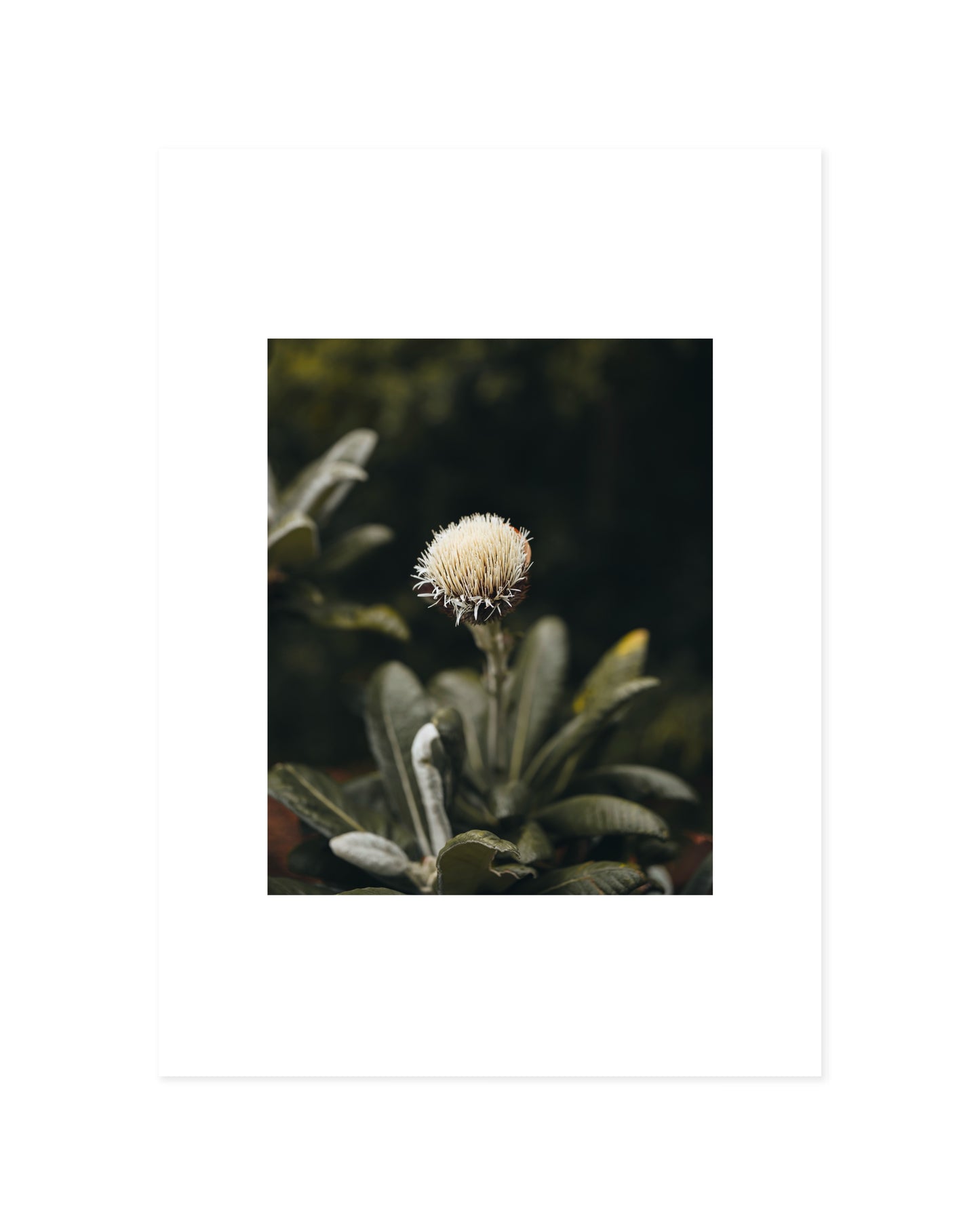 Botanical Photography Printable Wall Art | Digital Download printable wall art by Paperhus