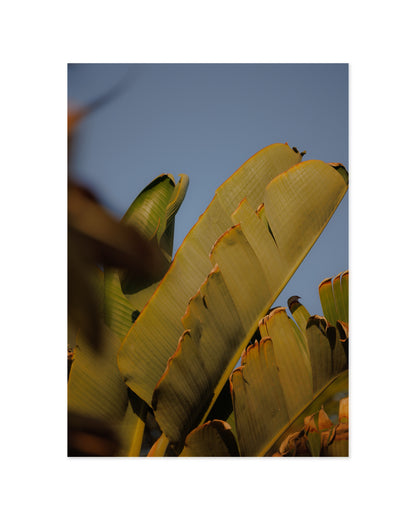 Tropical Photography Printable Wall Art | Digital Download printable wall art by Paperhus