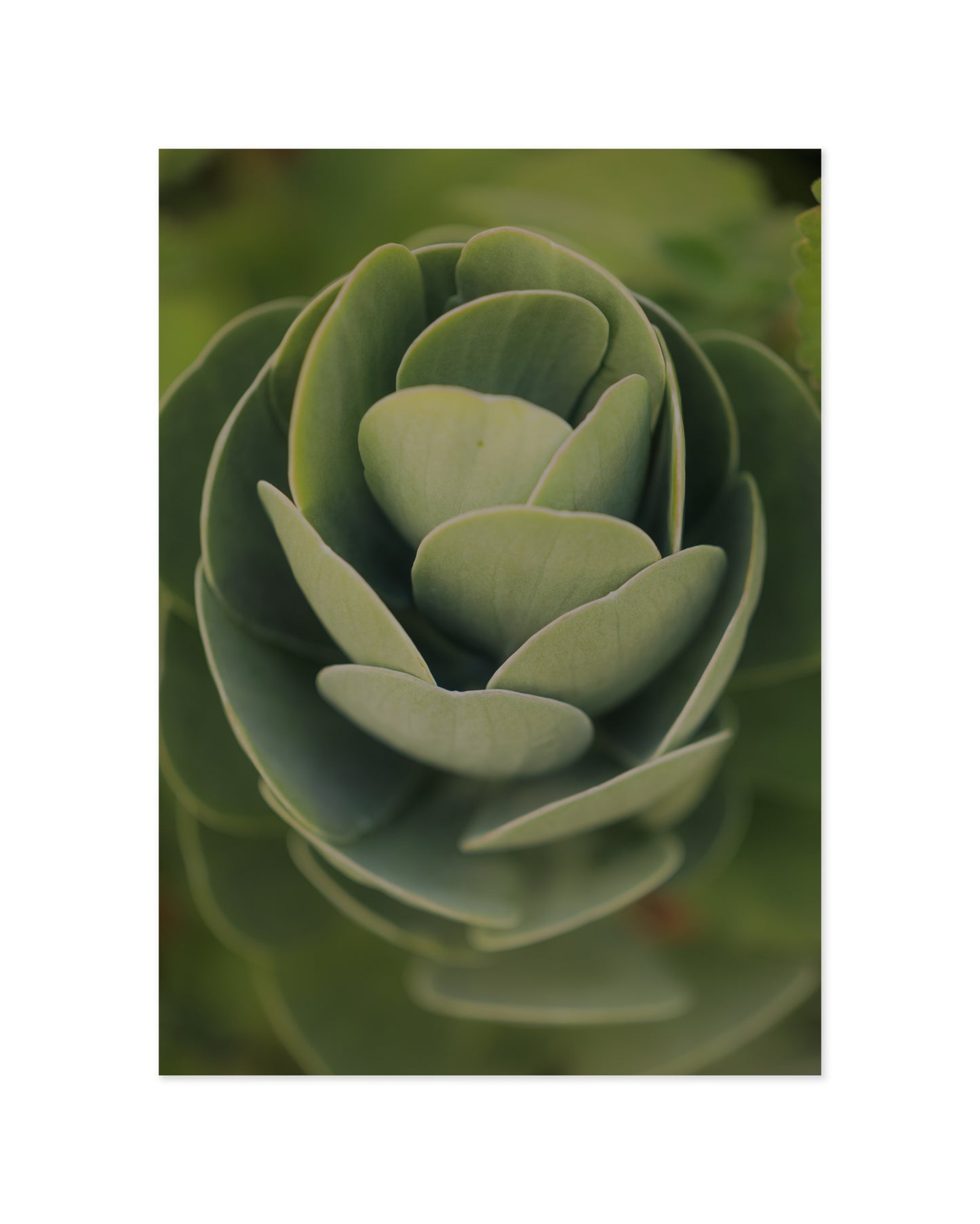 Succulent Photography Printable Wall Art | Digital Download printable wall art by Paperhus