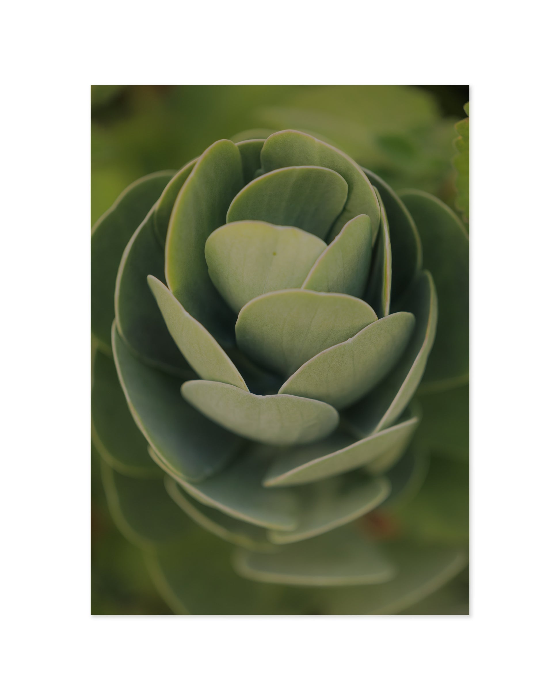 Succulent Photography Printable Wall Art | Digital Download printable wall art by Paperhus