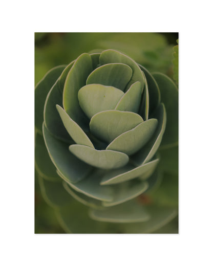 Succulent Photography Printable Wall Art | Digital Download printable wall art by Paperhus