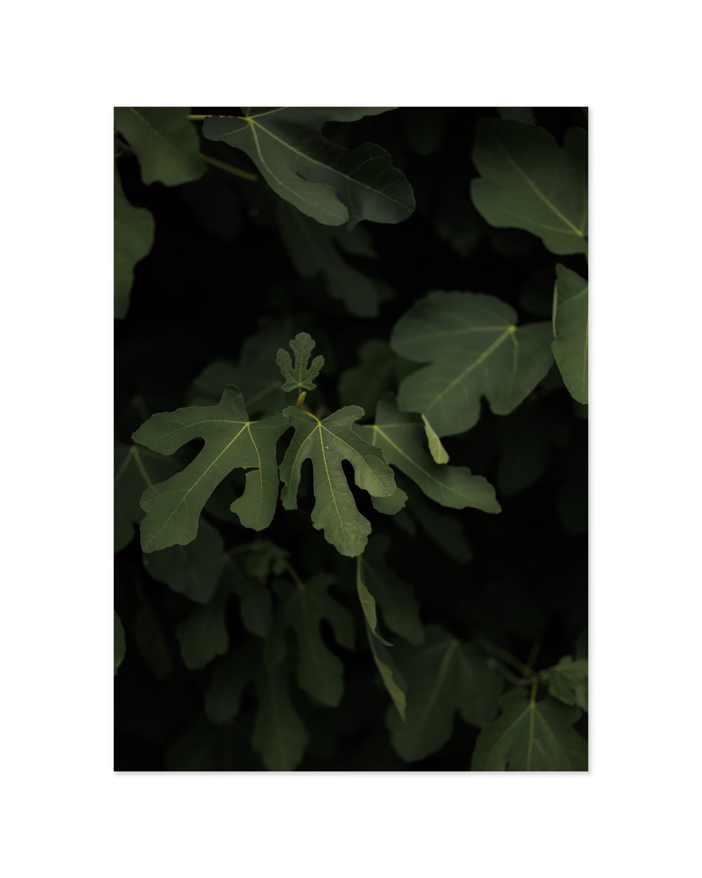 Fig Leaves Printable Wall Art | Digital Download printable wall art by Paperhus