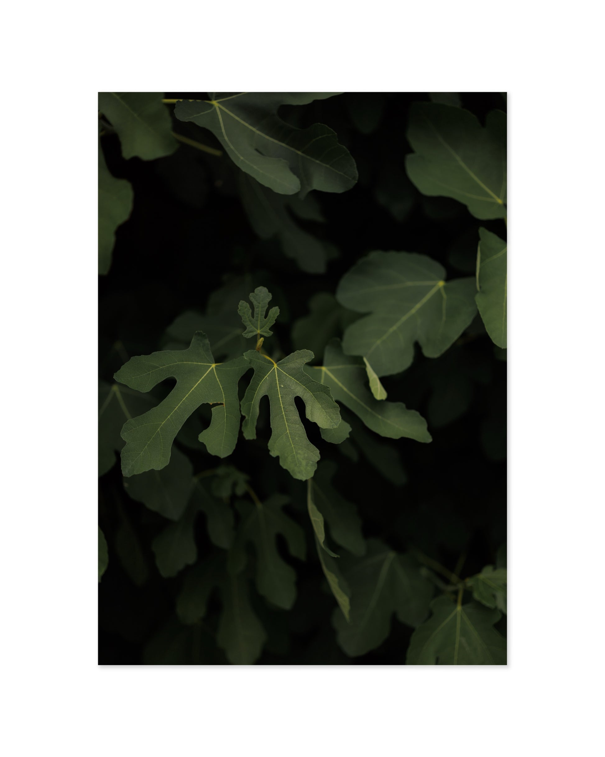 Fig Leaves Printable Wall Art | Digital Download printable wall art by Paperhus