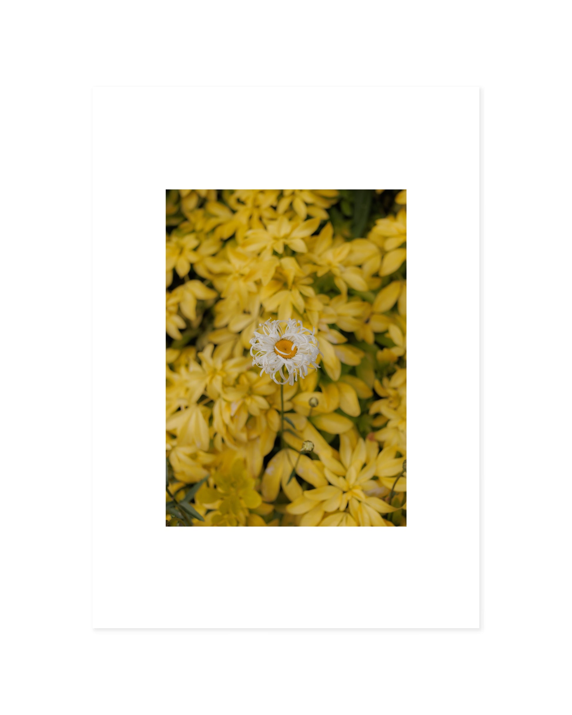Botanical Photography Printable Wall Art | Digital Download printable wall art by Paperhus