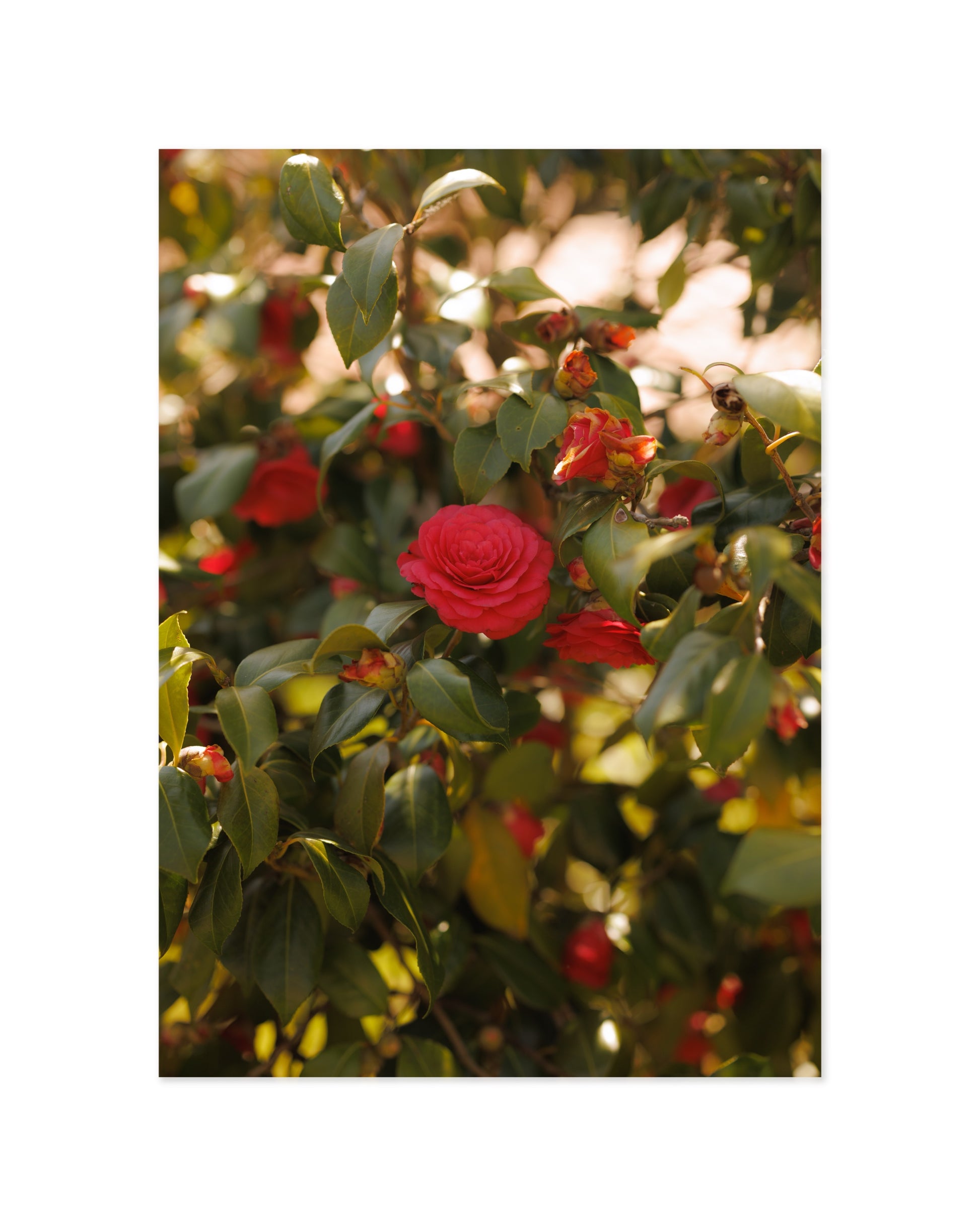 Flower Photography Printable Wall Art | Digital Download printable wall art by Paperhus