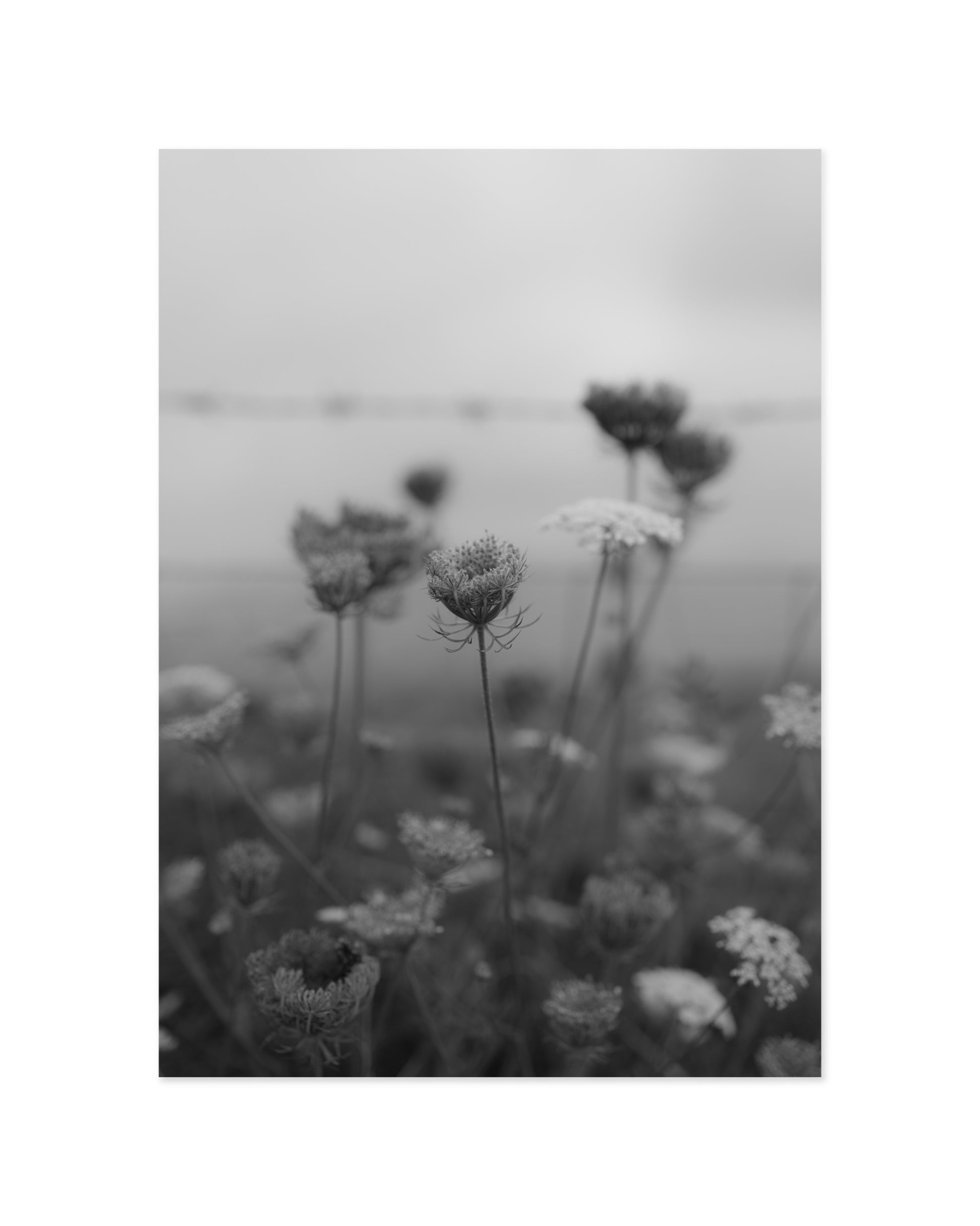 Wildflower Printable Wall Art | Digital Download printable wall art by Paperhus