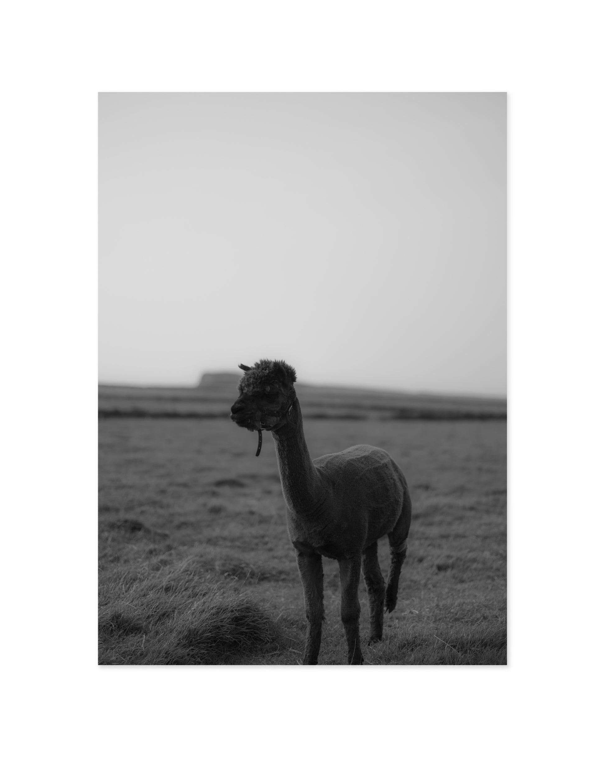 Moody Tones. Kerry Alpaca printable wall art by Paperhus