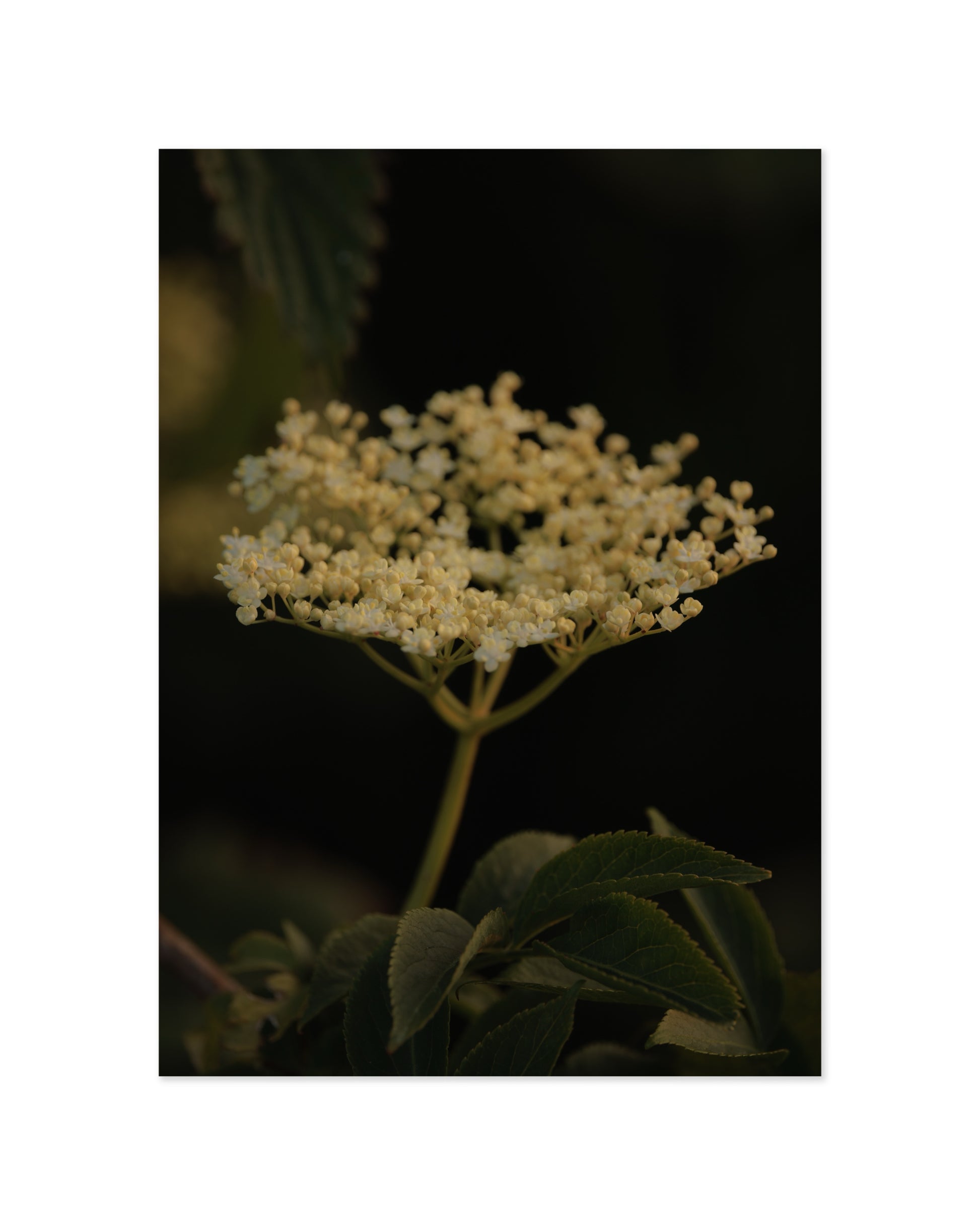 Countryside Studies. Elderflower printable wall art by Paperhus