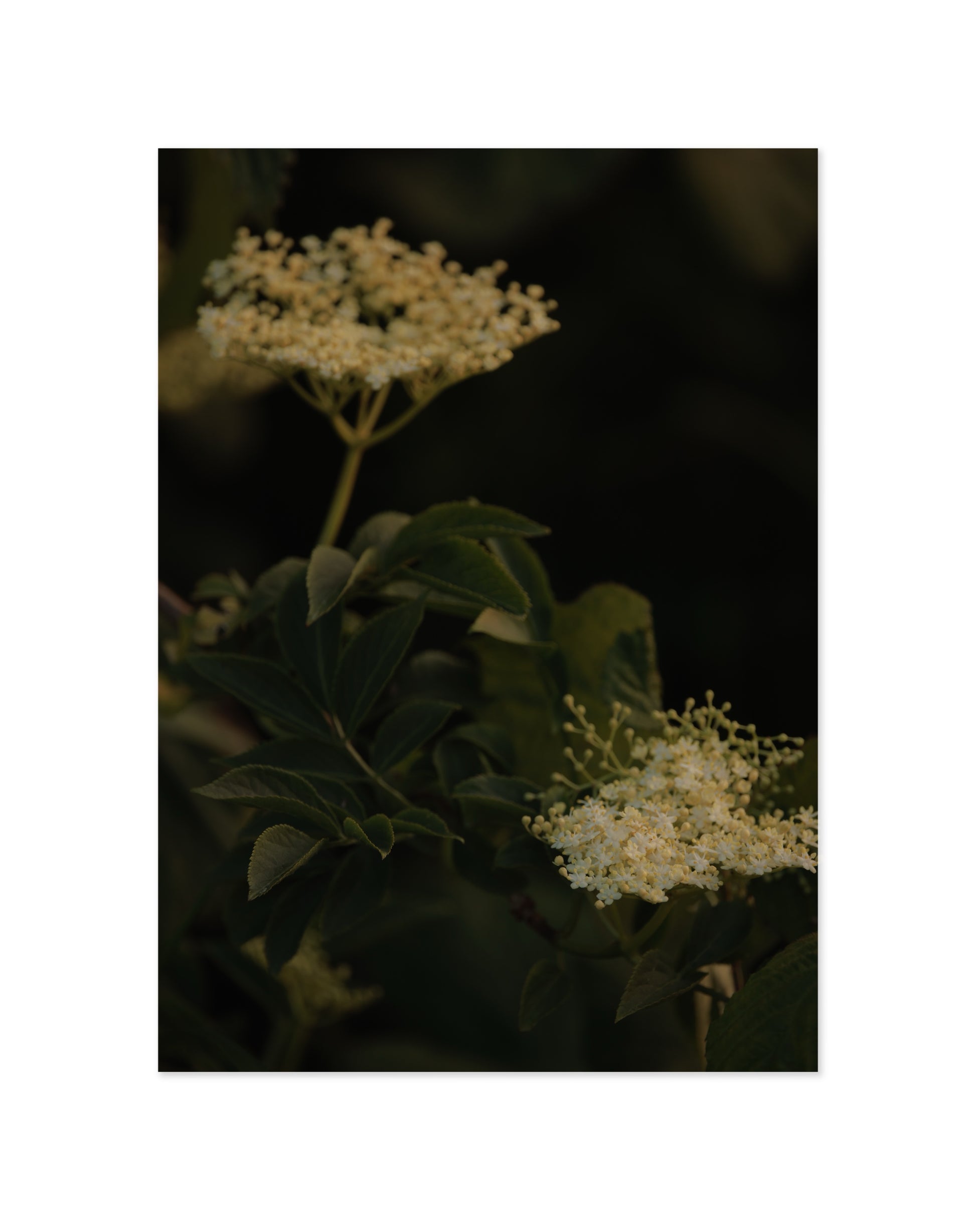 Countryside Studies. Elderflower printable wall art by Paperhus