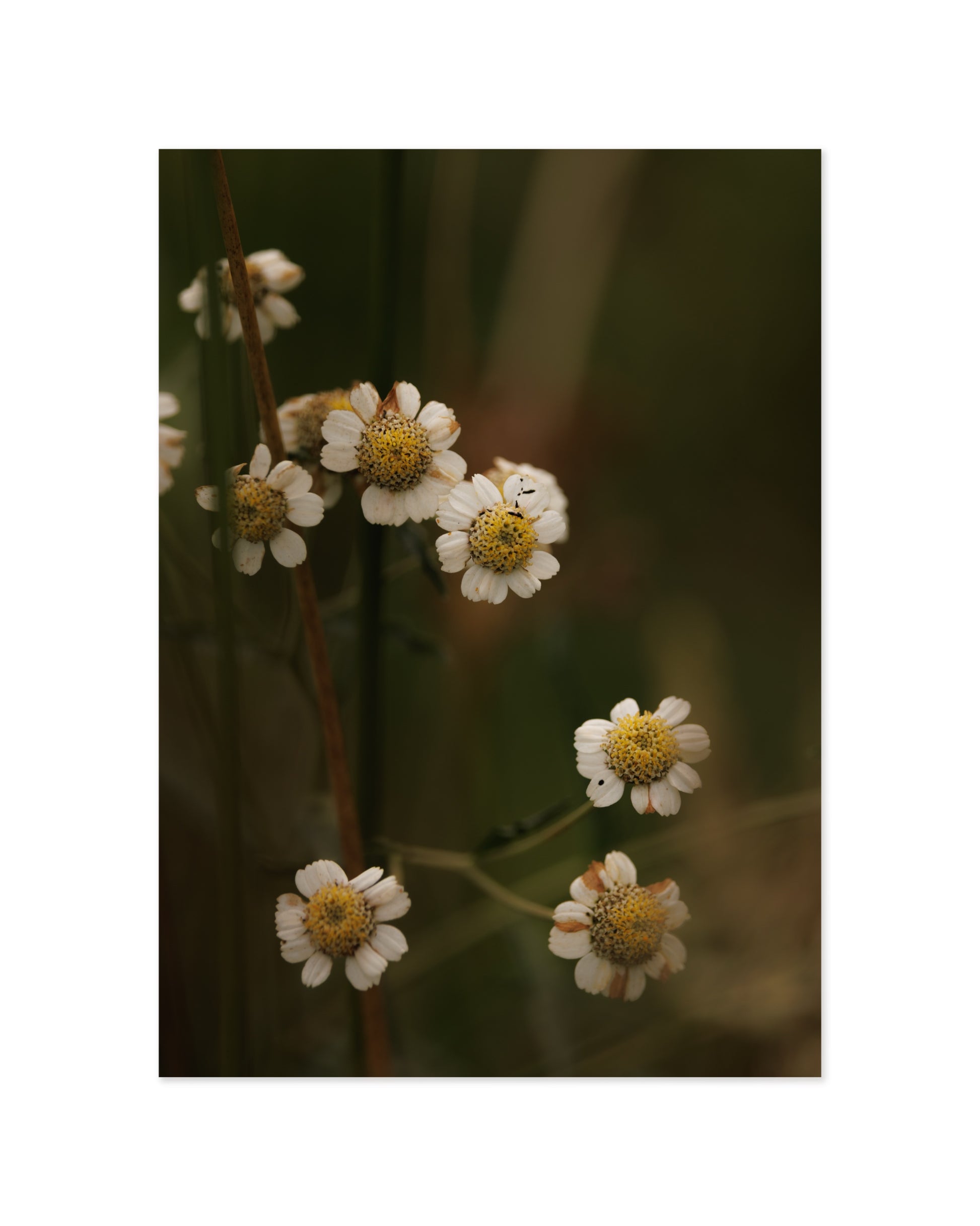 Countryside Studies. Rustic Florals printable wall art by Paperhus