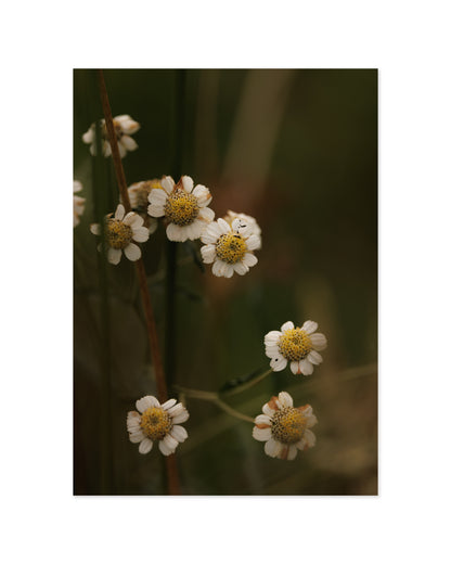 Countryside Studies. Rustic Florals printable wall art by Paperhus