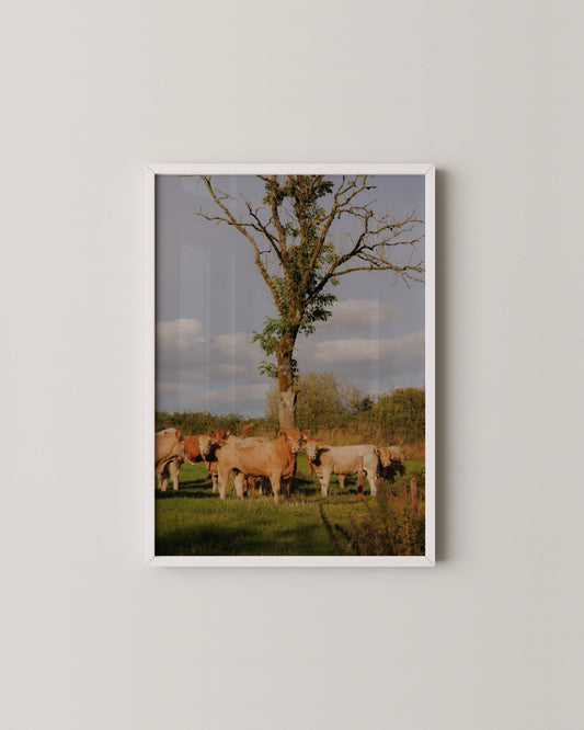 Nosey Cow Print- Wall Art -Paperhus- Printable wall art - Instant downloads - DIY home decor -Paperhus