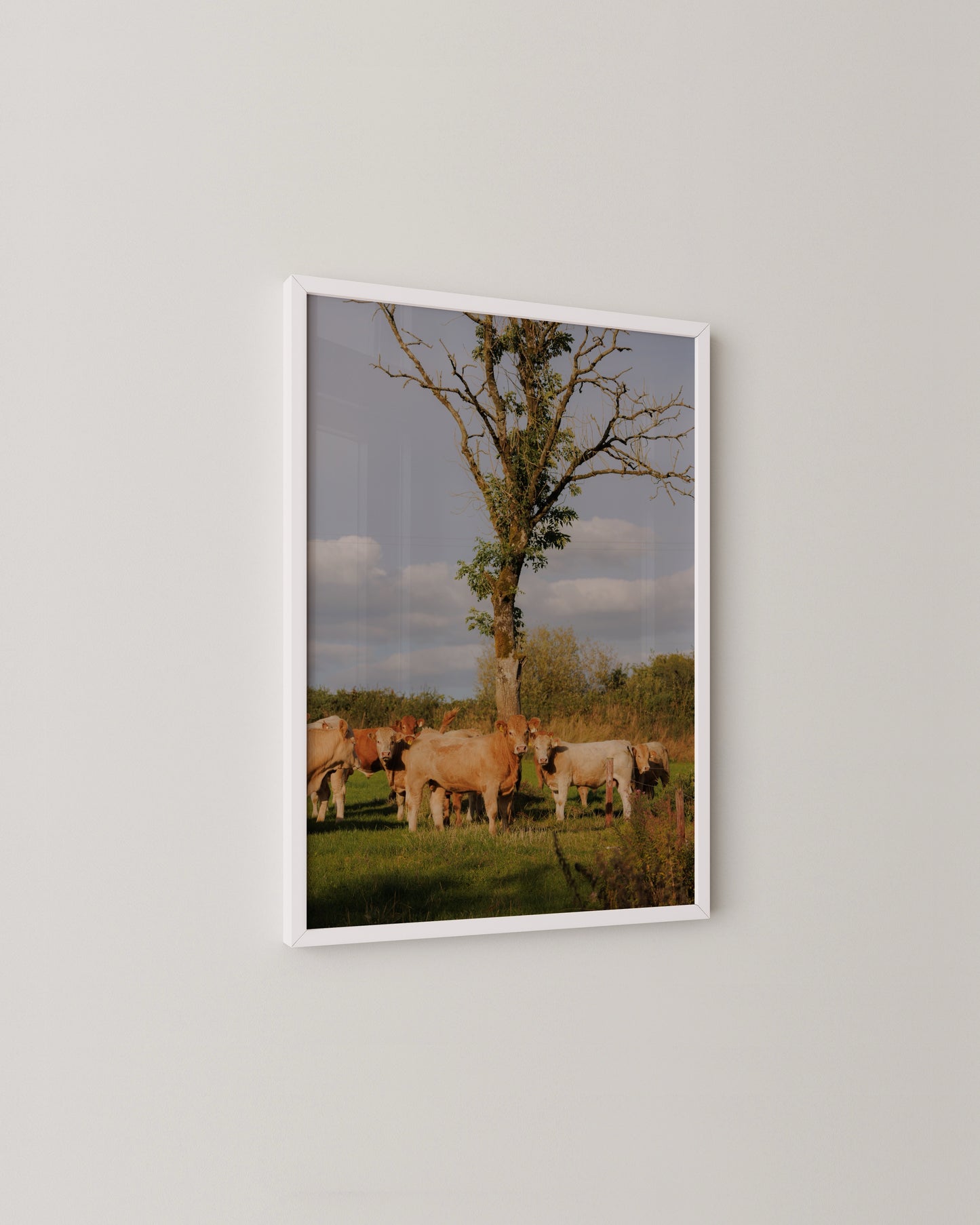 Nosey Cow Print- Wall Art -Paperhus- Printable wall art - Instant downloads - DIY home decor -Paperhus