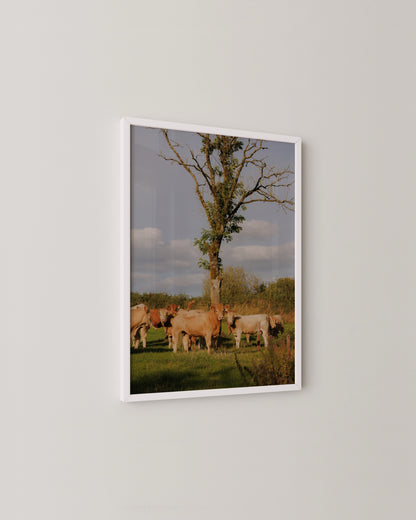 Nosey Cow Print- Wall Art -Paperhus- Printable wall art - Instant downloads - DIY home decor -Paperhus
