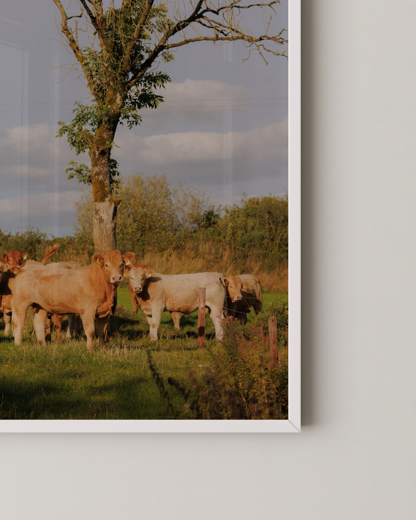 Nosey Cow Print- Wall Art -Paperhus- Printable wall art - Instant downloads - DIY home decor -Paperhus