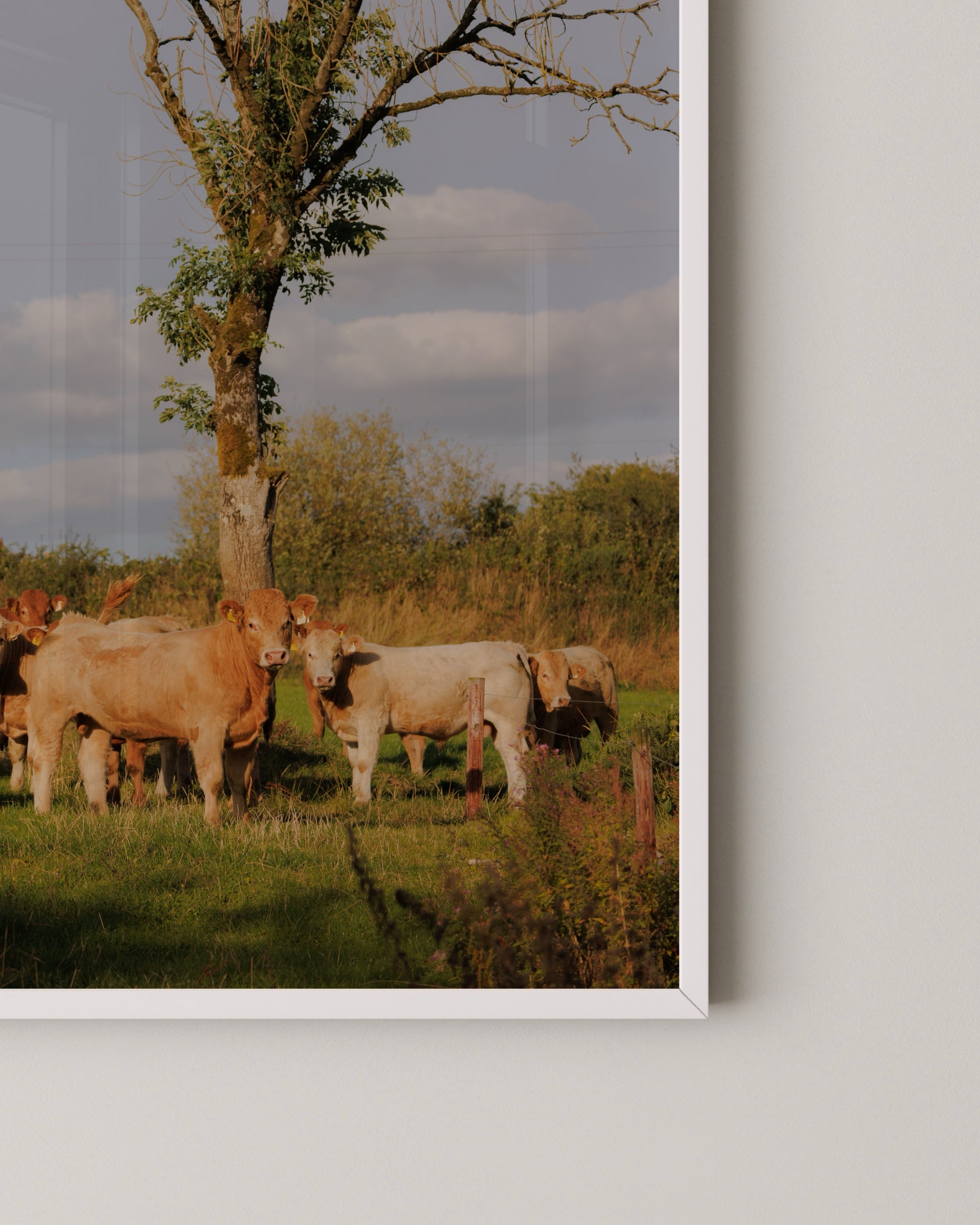 Nosey Cow Print- Wall Art -Paperhus- Printable wall art - Instant downloads - DIY home decor -Paperhus