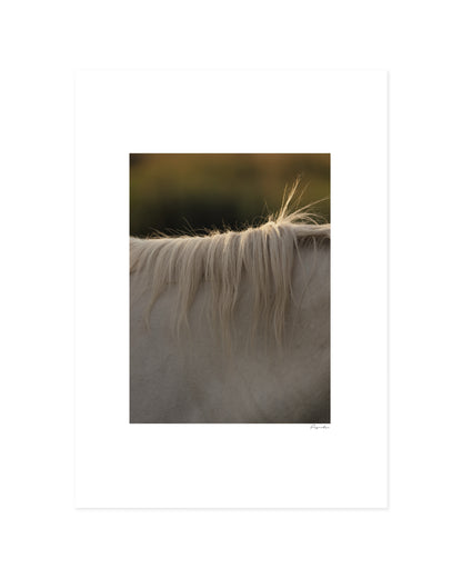 Horse Hair Photography Printable Wall Art