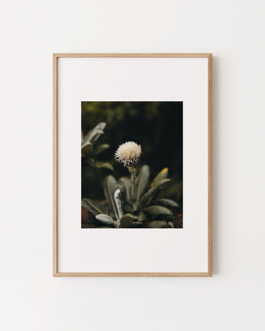 Moody Botanical Photography Printable Wall Art