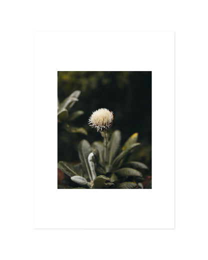 Botanical Photography. Set-printable wall art by Paperhus