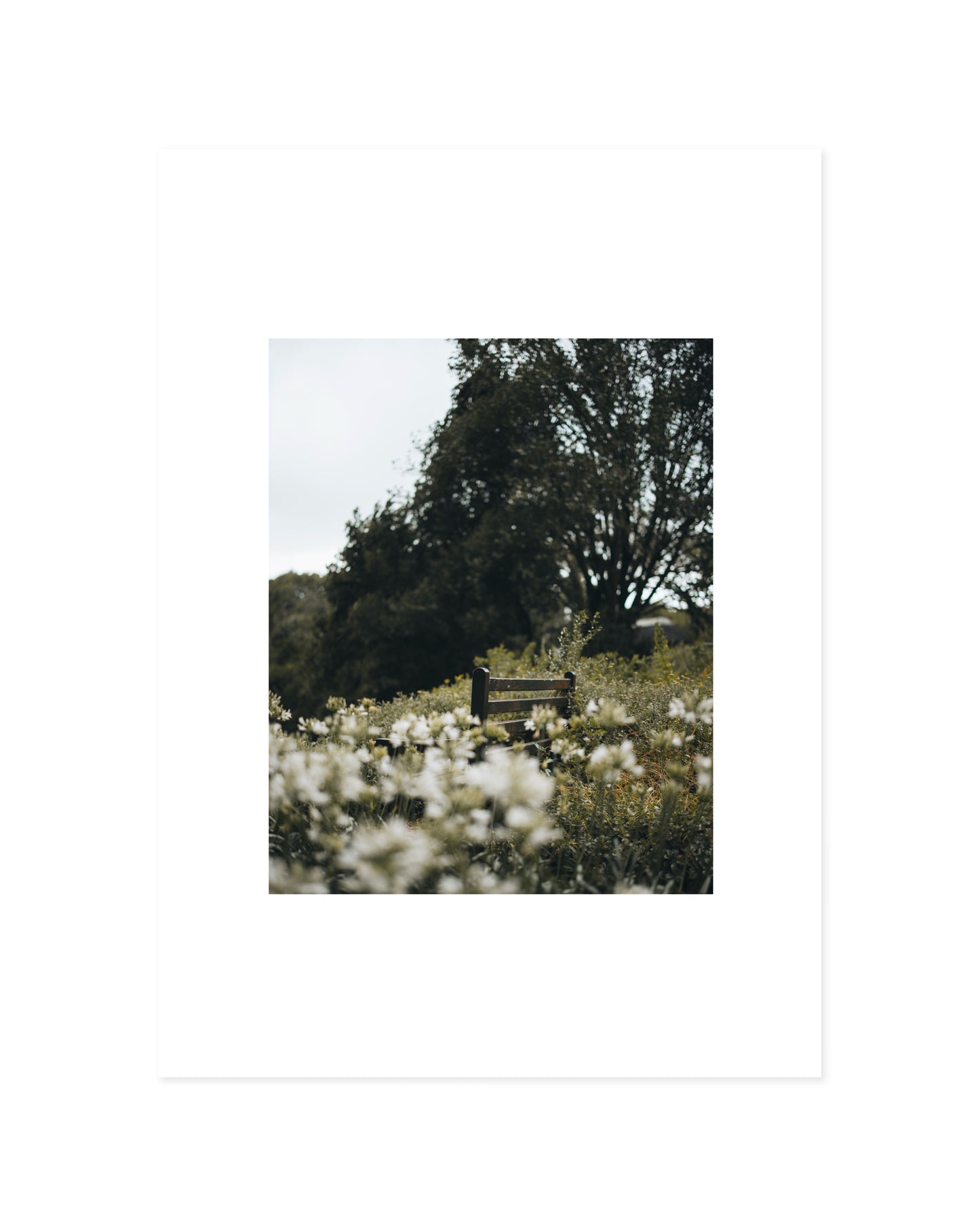 Botanical Photography. Set-printable wall art by Paperhus