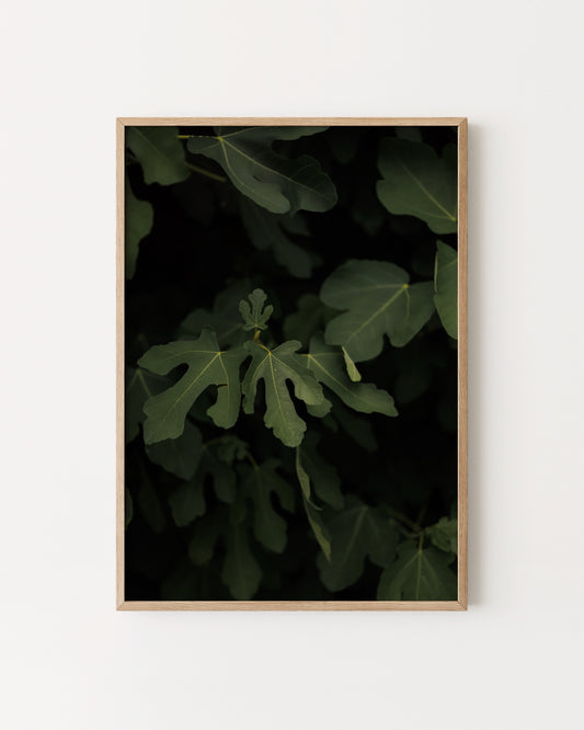Fig Leaves Photography Wall Art