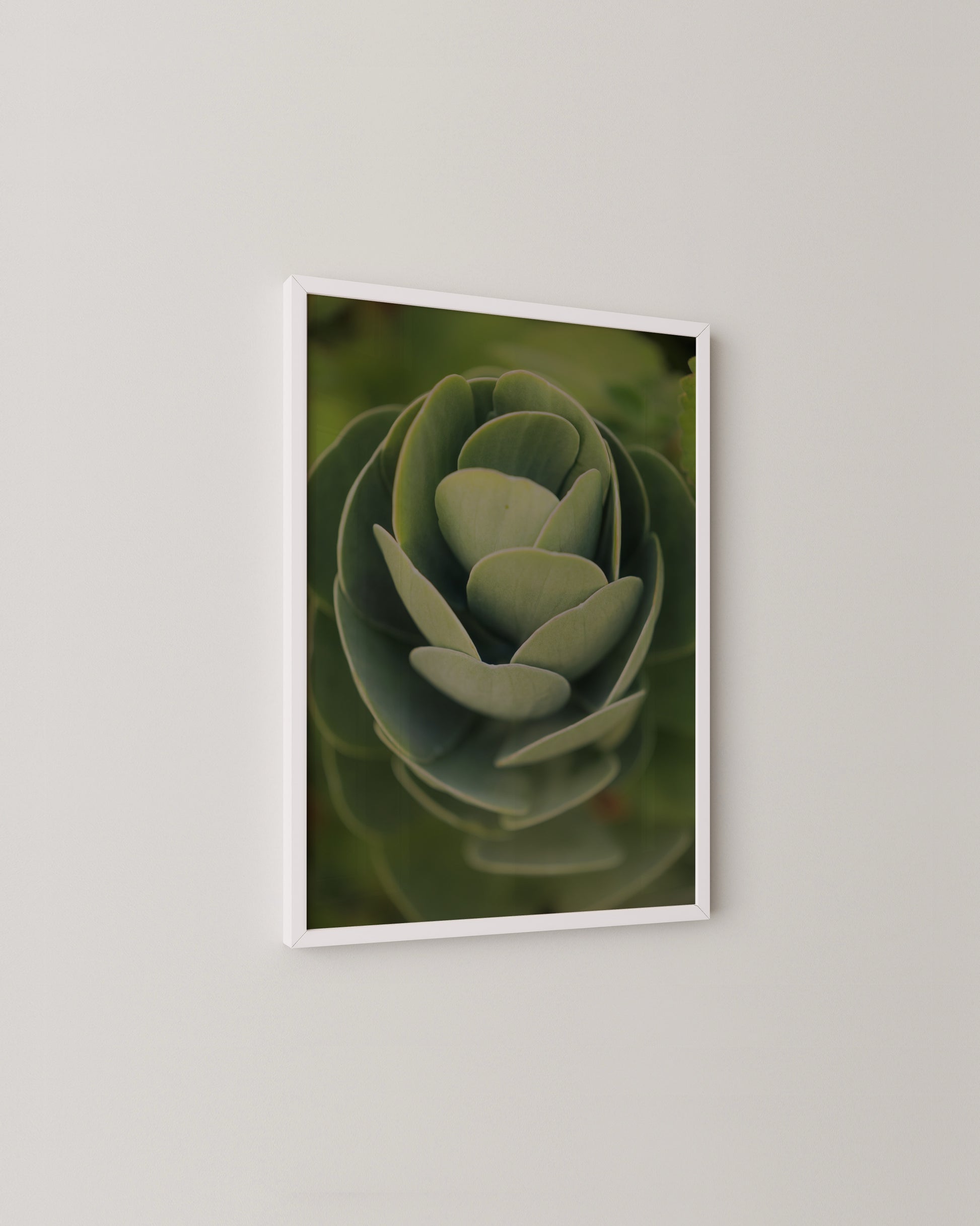 Succulent Spiral Print- Wall Art -Paperhus- Printable wall art - Instant downloads - DIY home decor -Paperhus