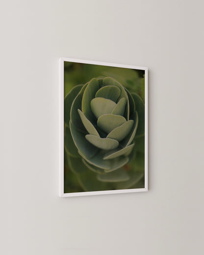 Succulent Spiral Print- Wall Art -Paperhus- Printable wall art - Instant downloads - DIY home decor -Paperhus