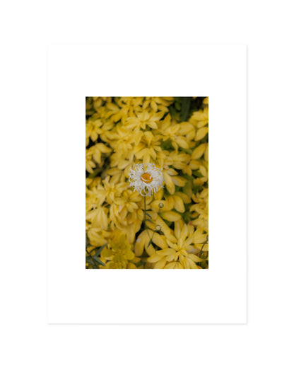 Botanical Photography. Set Of 2-printable wall art by Paperhus
