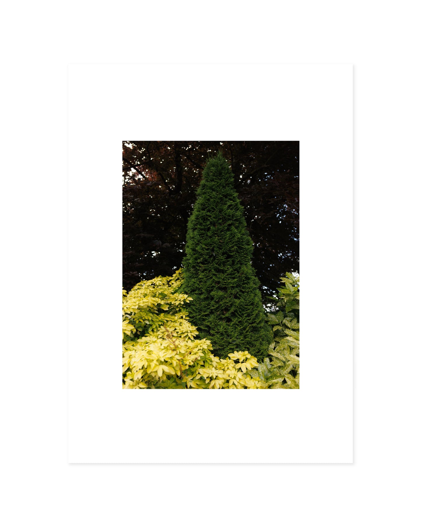 Botanical Photography. Set Of 2-printable wall art by Paperhus