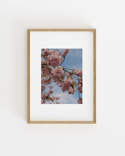 Spring In Bloom. Pink Sakura-printable wall art by Paperhus
