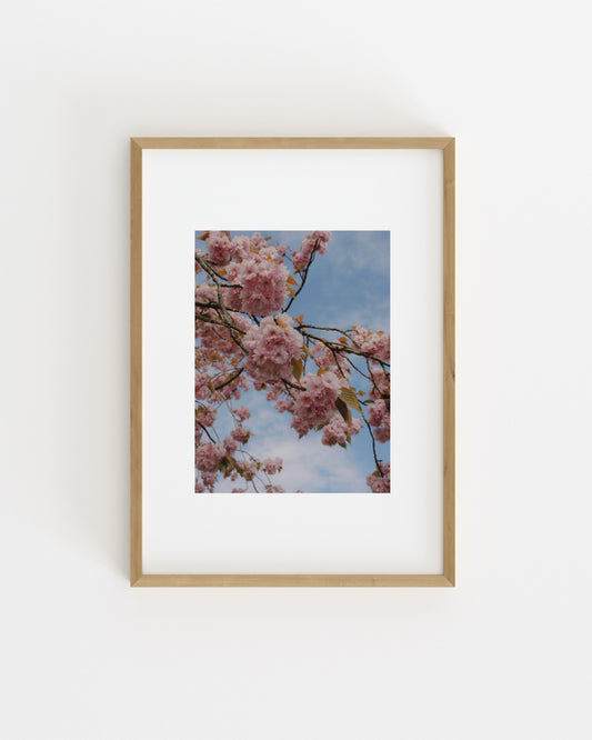 Spring In Bloom. Pink Sakura-printable wall art by Paperhus