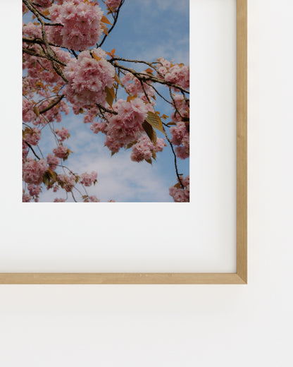 Spring In Bloom. Pink Sakura-printable wall art by Paperhus